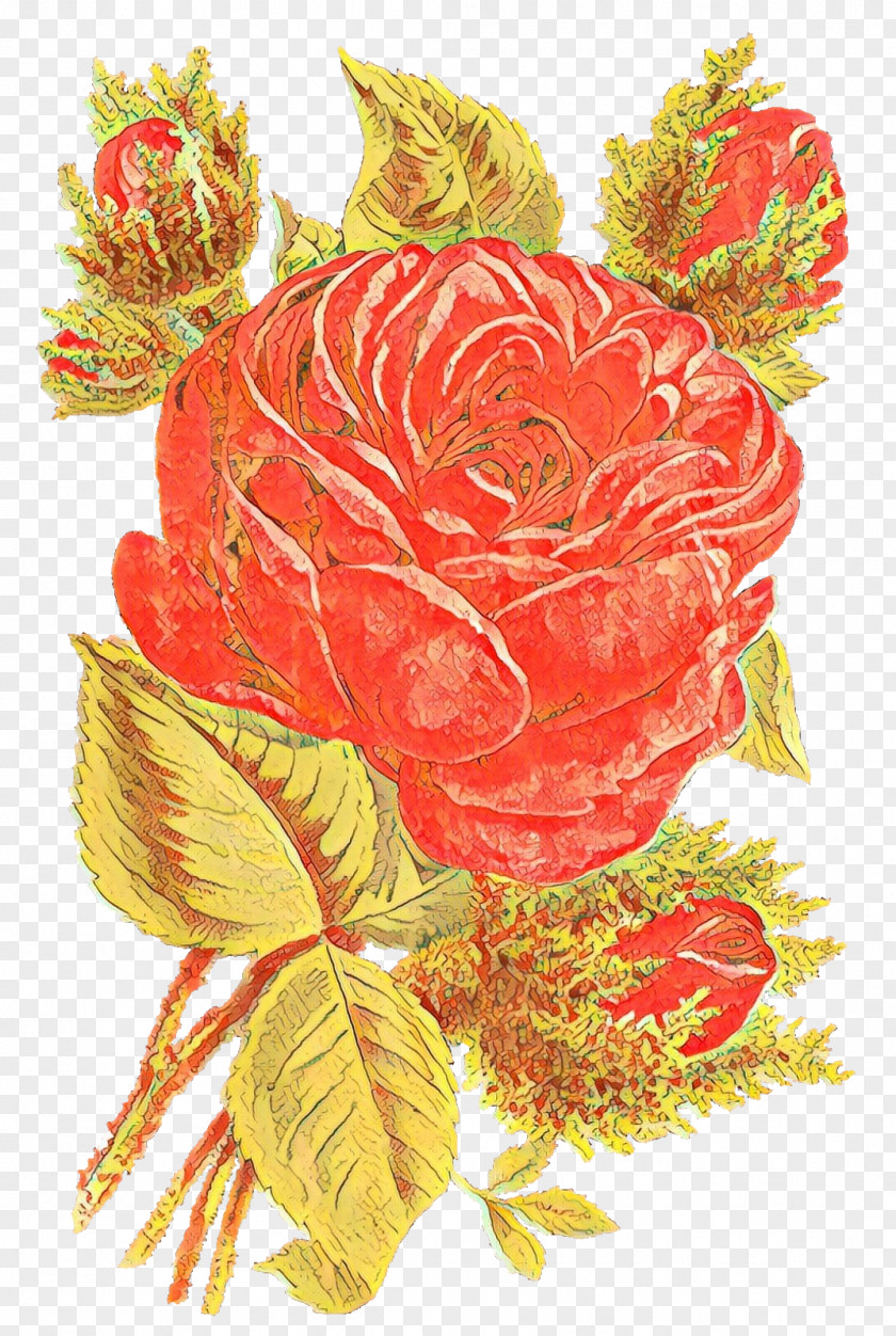 Flowering Plant Rose Family Garden Roses PNG