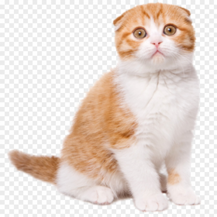 Kucing Bastet Scottish Fold Stock Photography Royalty-free Image Stock.xchng PNG