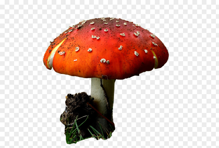 Plant Russula Integra Mushroom Cartoon PNG