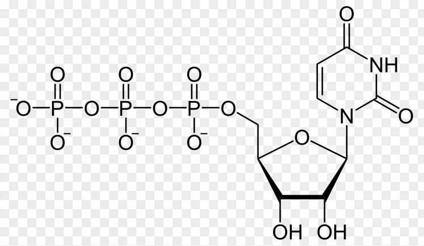 Their Names Uridine Triphosphate Diphosphate Monophosphate Adenosine PNG