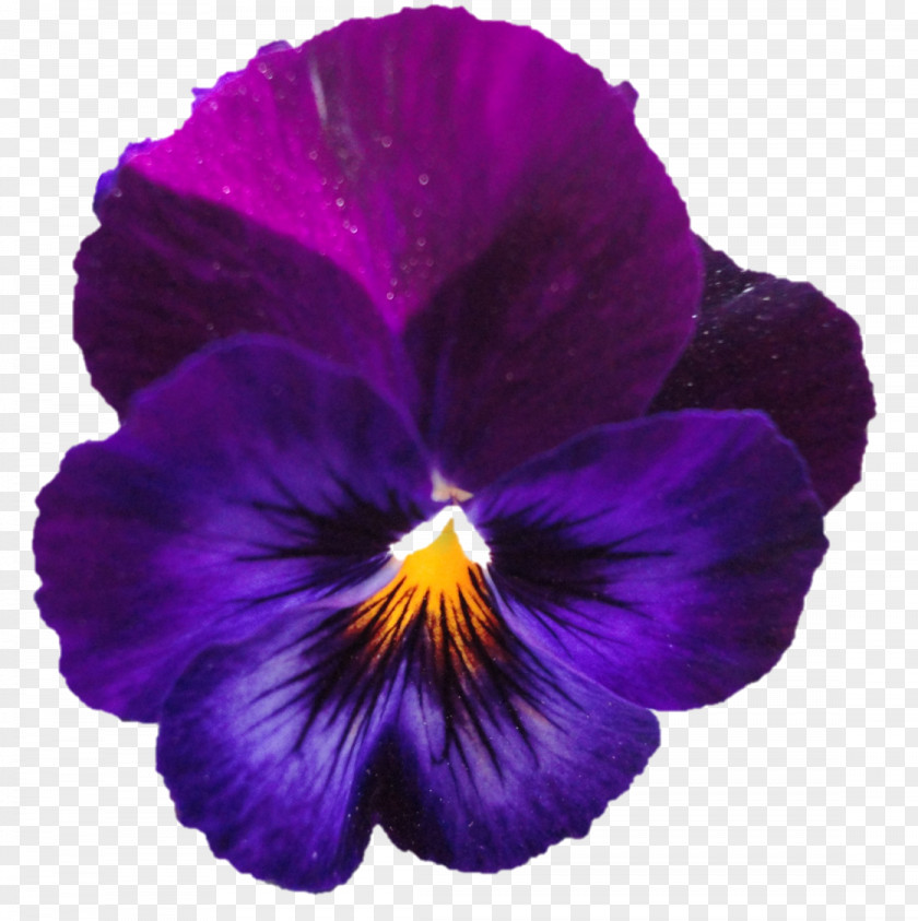 Violet Pansy Petal PNG