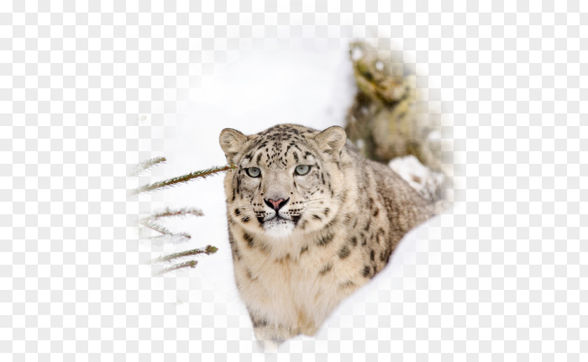 Leopard Snow Steemit Big Cat Earth PNG
