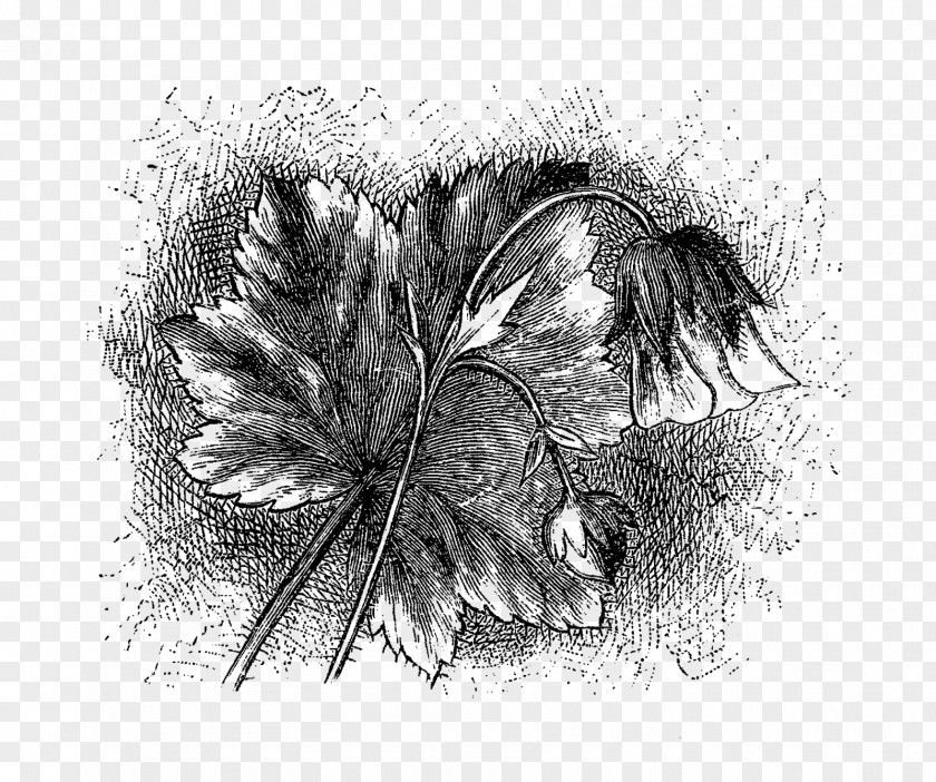 Flower Illustration Drawing Black And White Monochrome Photography Visual Arts PNG