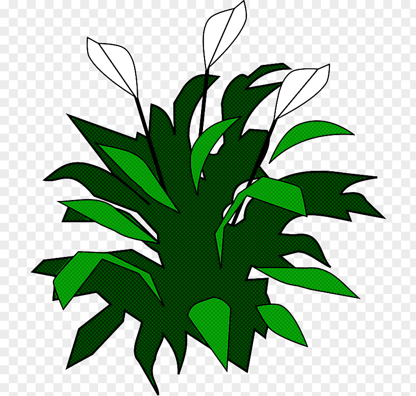 Leaf Green Plant Flower Vascular PNG