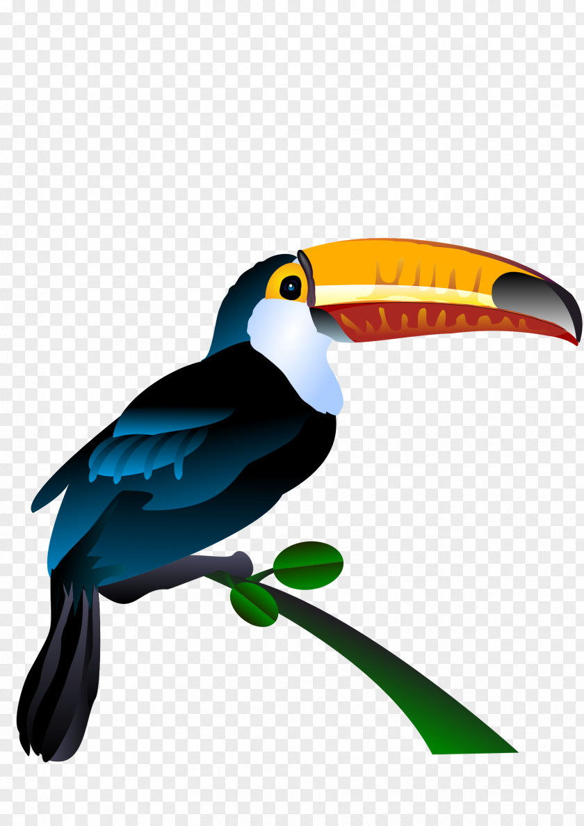 Toucan Royalty-free Clip Art PNG