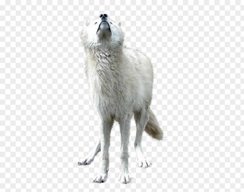White Wolf Gray Download PNG
