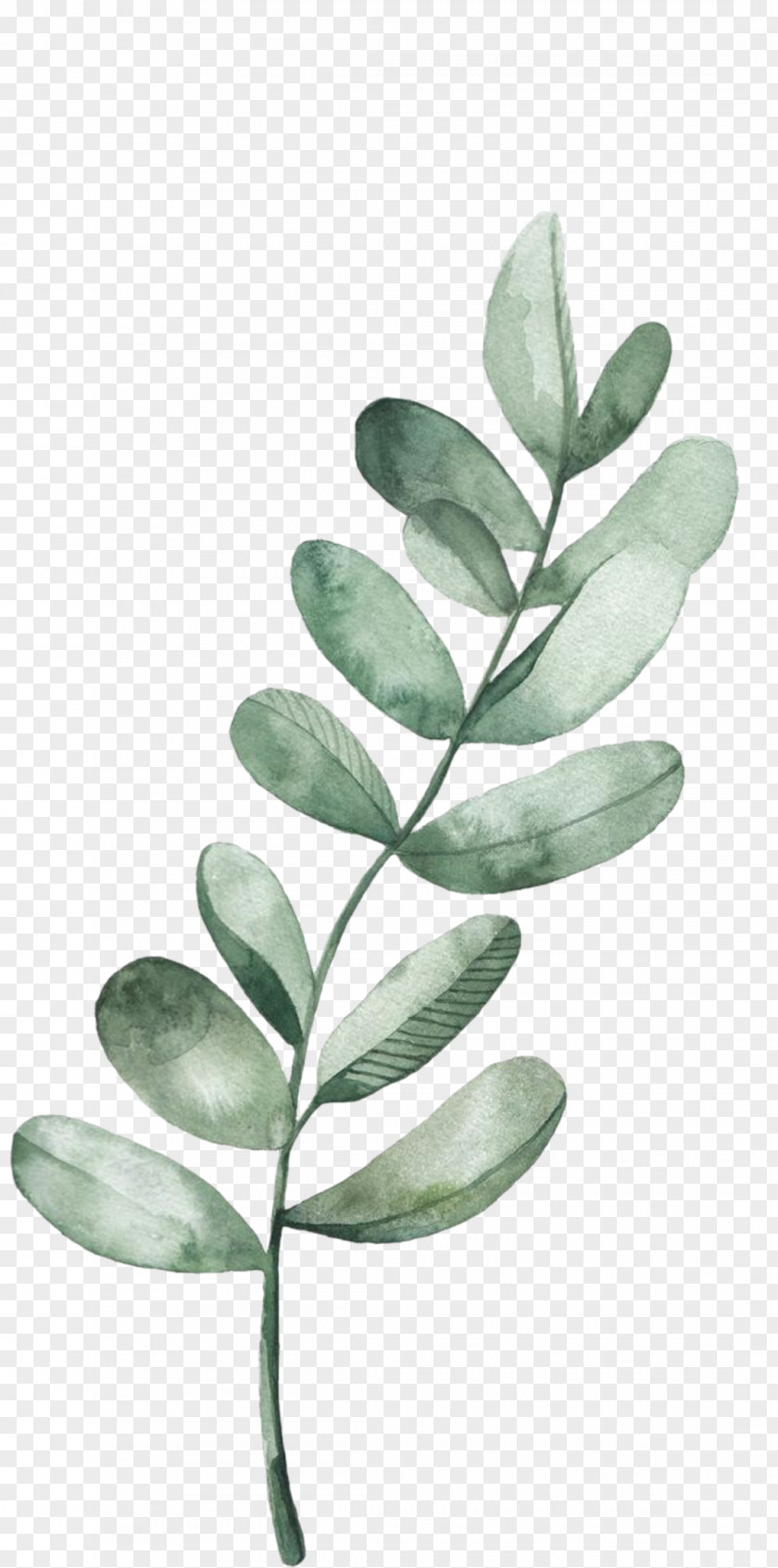 Blackandwhite Plant Stem Leaf Flower Tree Branch PNG