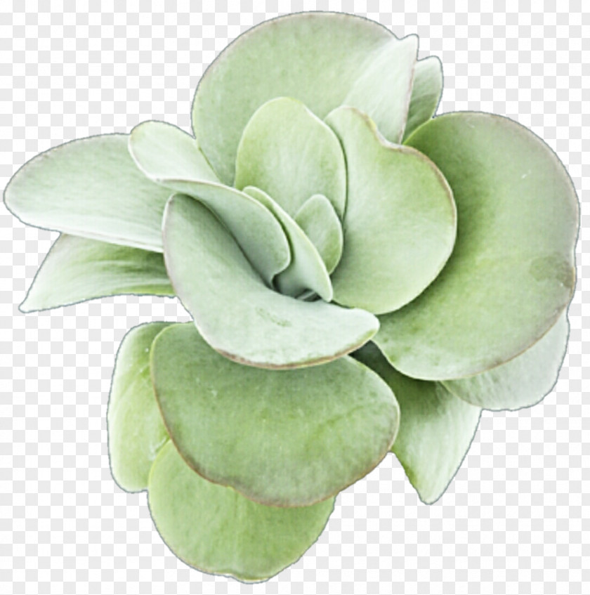 Succulent Plant Leaf Petal Clip Art PNG