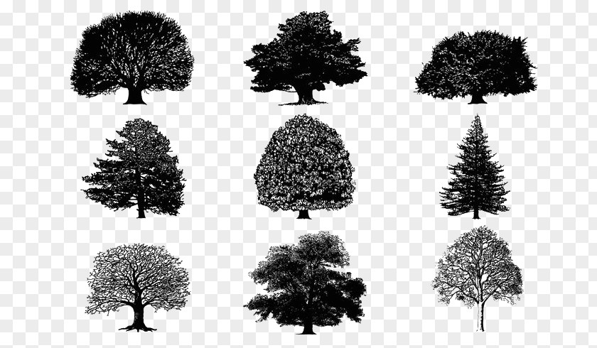 Tree Silhouette Download PNG