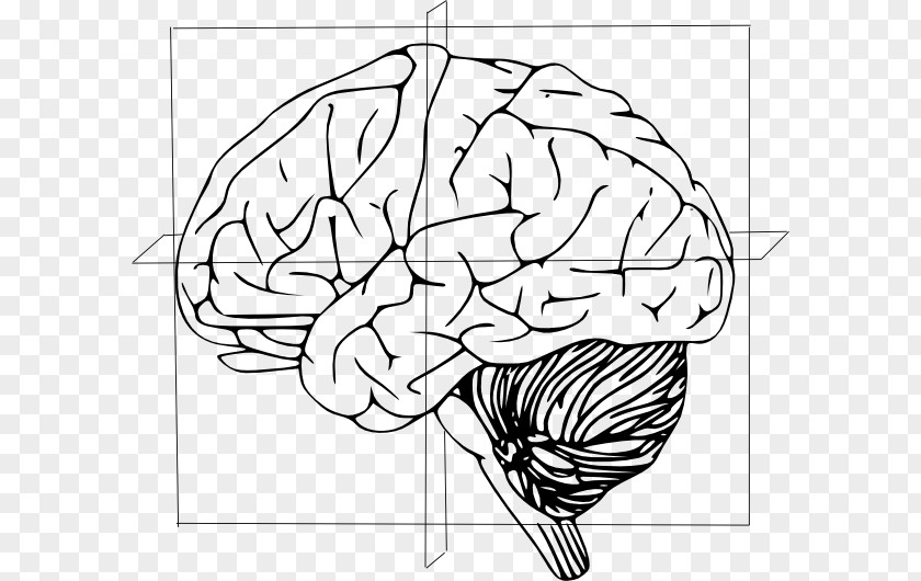 Brain Human Drawing Clip Art PNG
