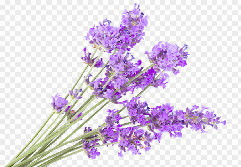 English Lavender Photography Getty Images Flower PNG