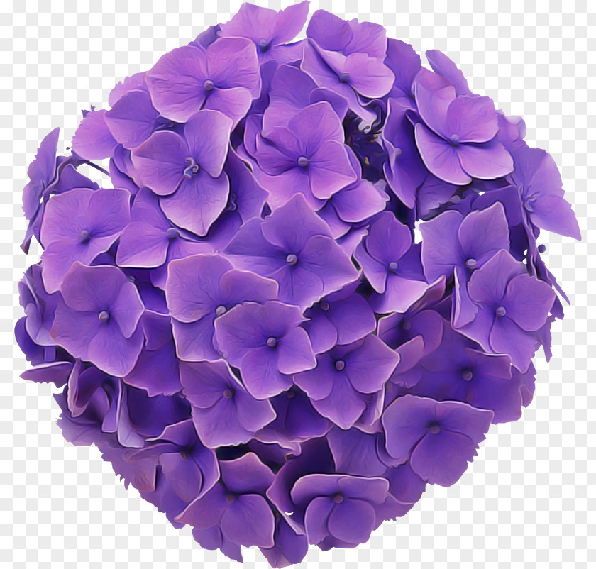 Hydrangea Summer Flower PNG