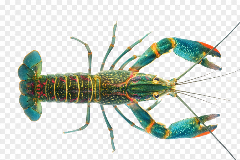 Lobster Crayfish As Food Cherax Quadricarinatus Blue PNG as food quadricarinatus crayfish, claw clipart PNG