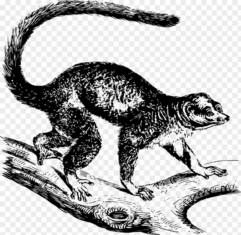 Ring Tailed Lemur Velociraptor Drawing Lemurs Mongoose Clip Art PNG