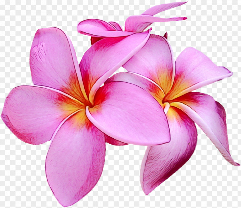 Wood Sorrel Family Impatiens Petal Cut Flowers Close-up Pink M PNG