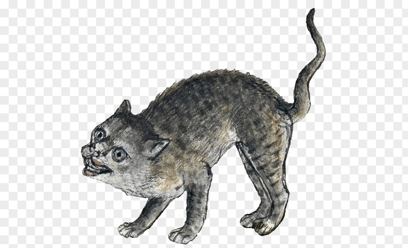Cat Whiskers Wildcat Middle Ages Medieval Art PNG