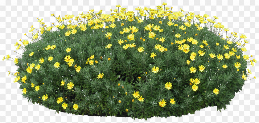 Chrysanthemum Cdr Clip Art PNG