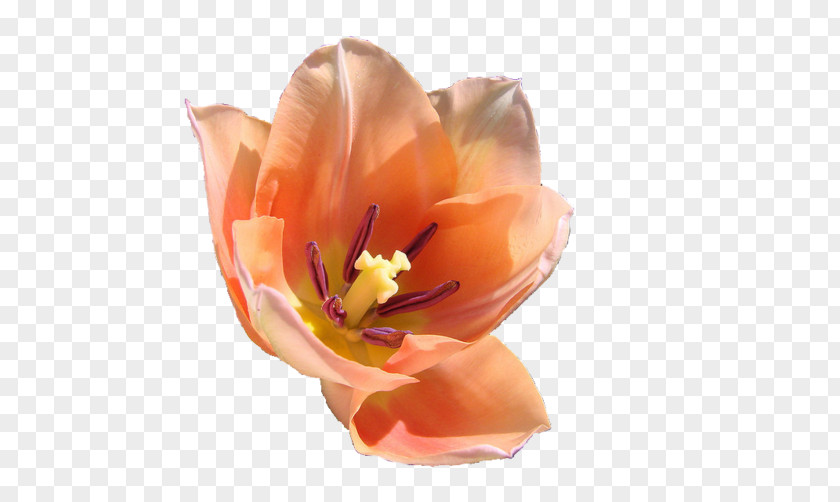 Flower Garden Tulip Gaia Online Petal PNG