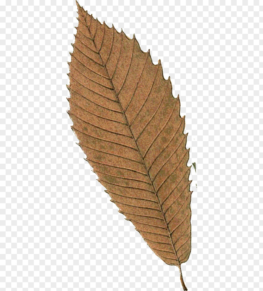 Leafs.leave Leaf Autumn Northern Hemisphere Photography PNG