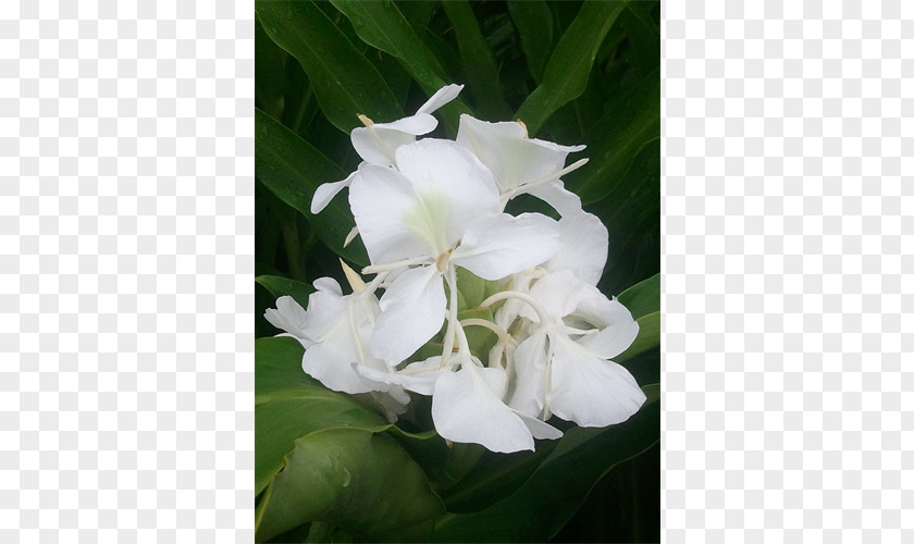 Peruvian Lily Hedychium Coronarium Ginger Rhizome Herbaceous Plant PNG