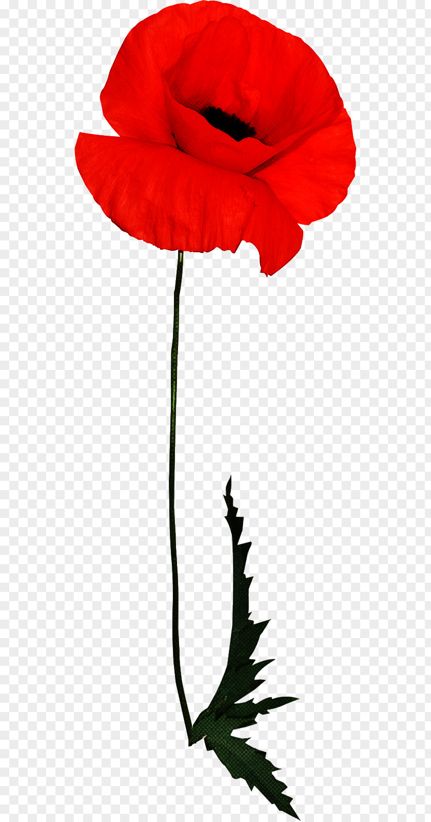 Poppy Family Red Flower Plant Coquelicot Corn PNG