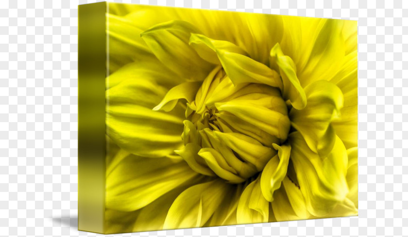 Sunshine Flower Sunflower M Close-up PNG