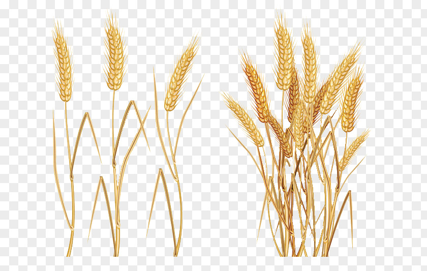 Rice Common Wheat Ear Clip Art PNG