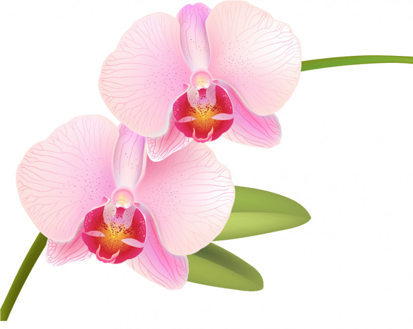 Rose Moth Orchids PNG