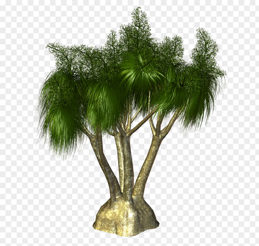 Vf Arecaceae Tree Evergreen Branch Willow PNG