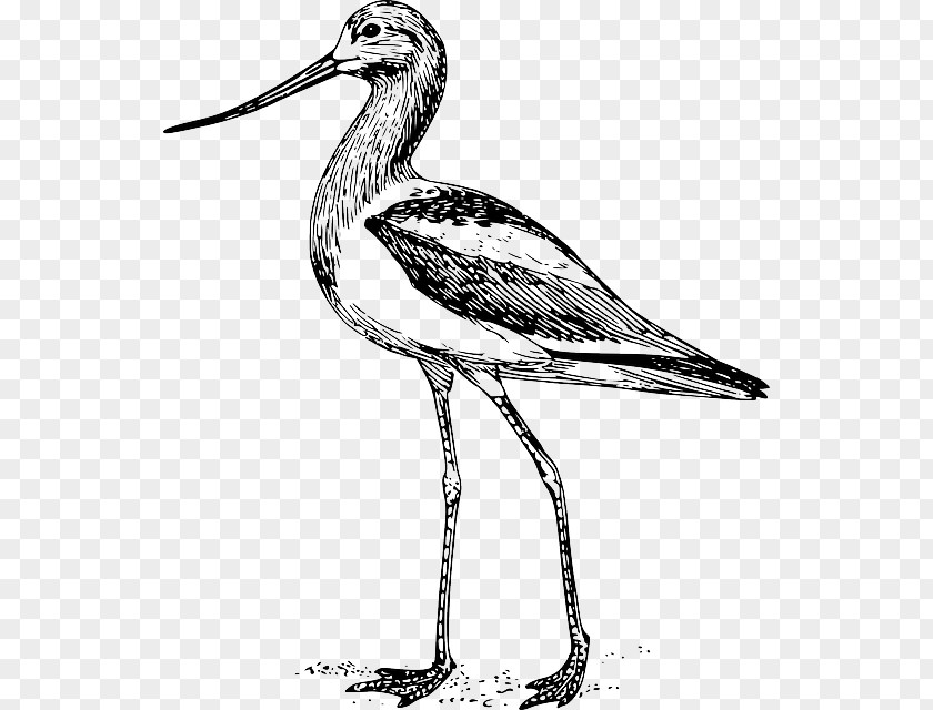 Bird Drawing Beak CATALYST Magazine PNG