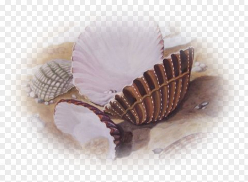 Coquillage Mollusc Shell Conchology Centerblog Fish PNG