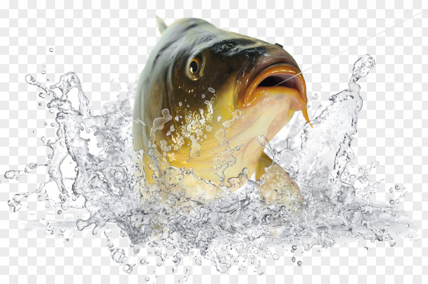 Fish In The Water PNG in the water clipart PNG