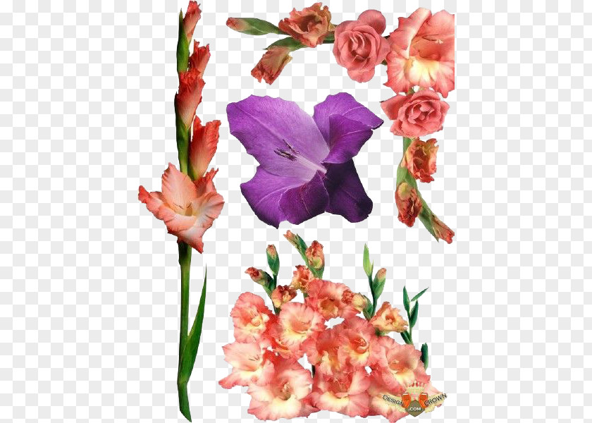 Gladiolus Photos Clip Art PNG