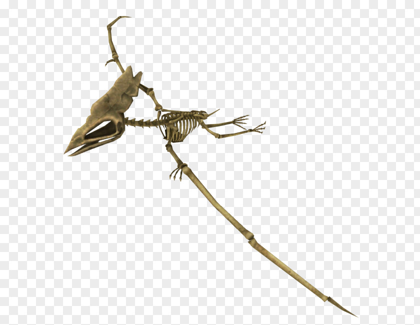 Insect Reptile Pest PNG