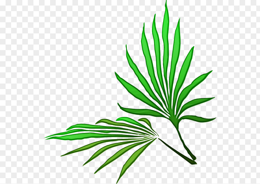 Plant Stem Arecales Cartoon Palm Tree PNG