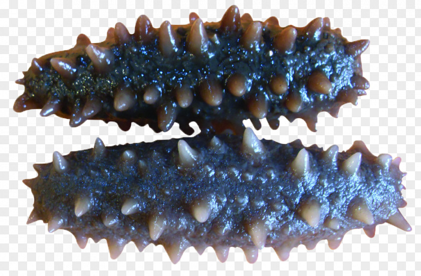 Sea Cucumber As Food Seafood Fish PNG
