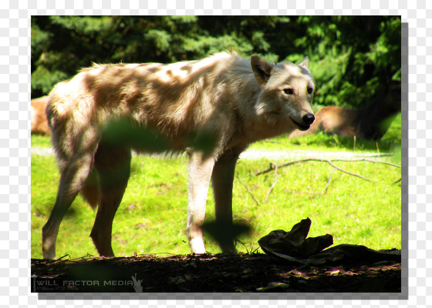 Woodland Park Zoo Wildlife Gray Wolf Fauna Snout Terrestrial Animal PNG