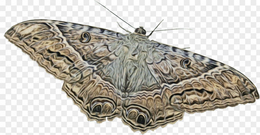 Brush-footed Butterflies Silkworm Moth PNG