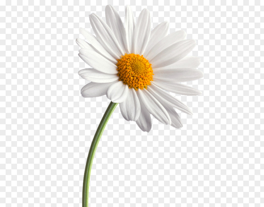 Desktop Wallpaper Common Daisy Clip Art PNG