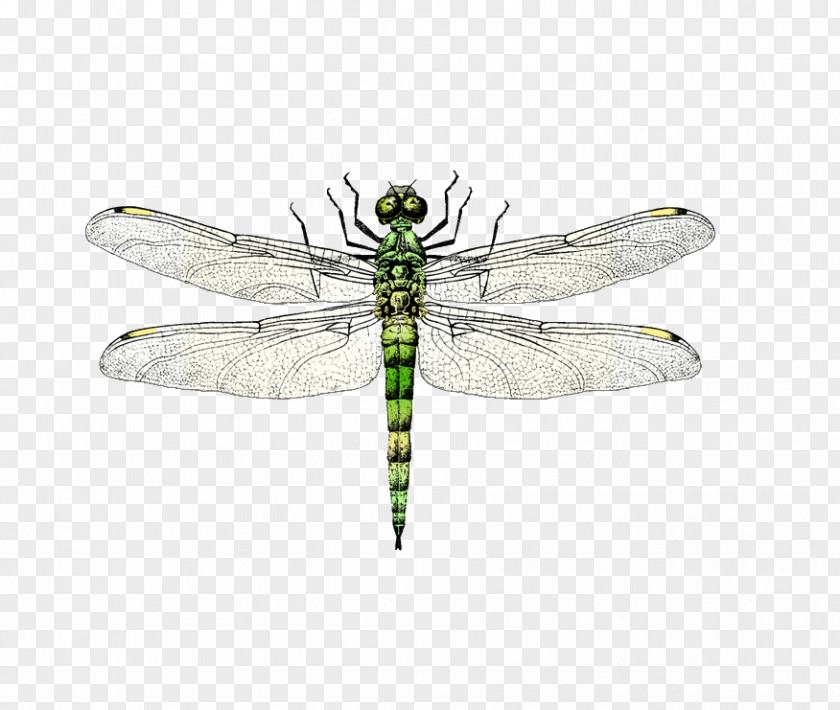 Dragonfly Insect Euclidean Vector PNG