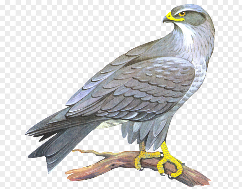 Falcon Clip Art Transparency Image PNG