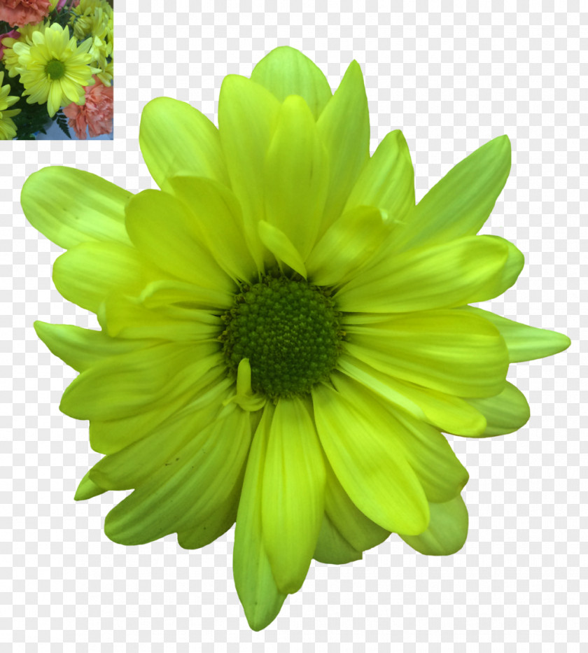 Green Floral Flower Common Daisy Petal PNG