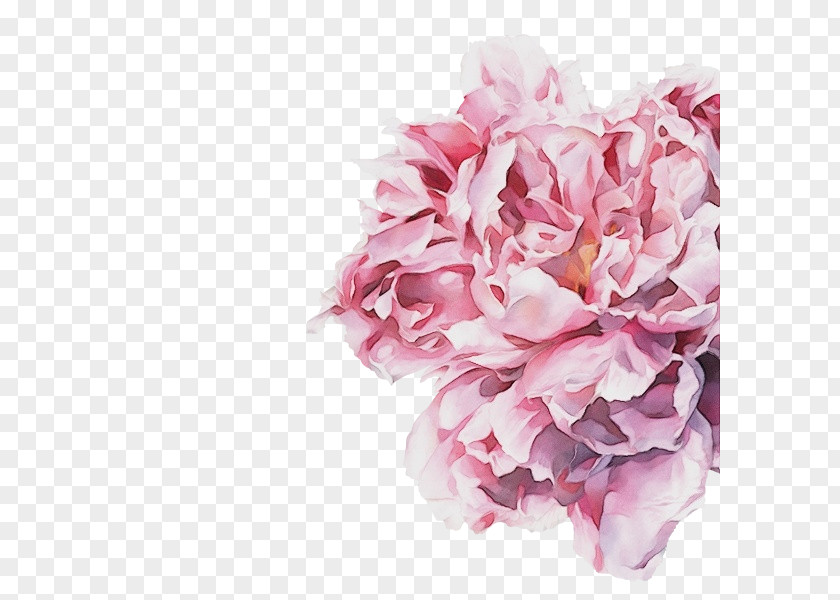 Hydrangea Chinese Peony Pink Flower Cut Flowers Petal Plant PNG