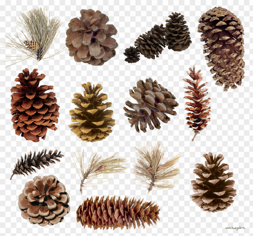 Pine Cone Spruce Conifer Conifers Tree PNG