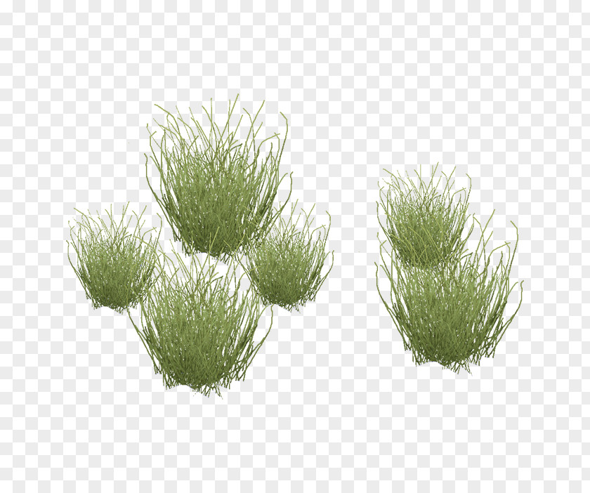 Aquatic Plants Table Needle Grasses Blepharidachne Dining Room PNG