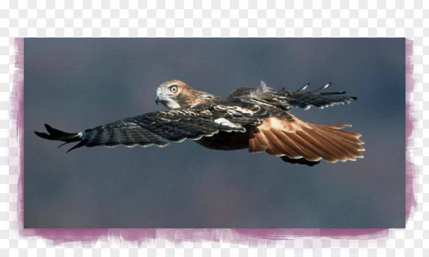 Eagle Buzzard Hawk Stock Photography Beak PNG