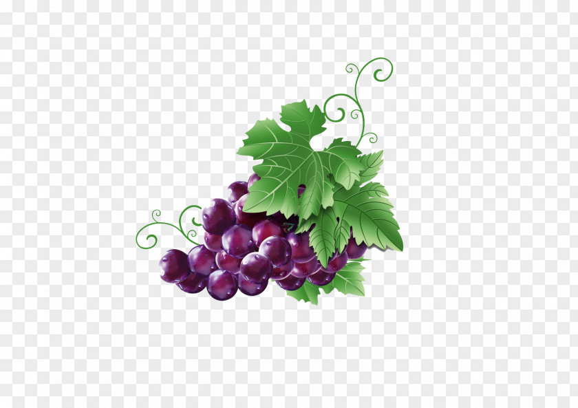 Hand-painted Grapes Wine Grapevines Fruit PNG