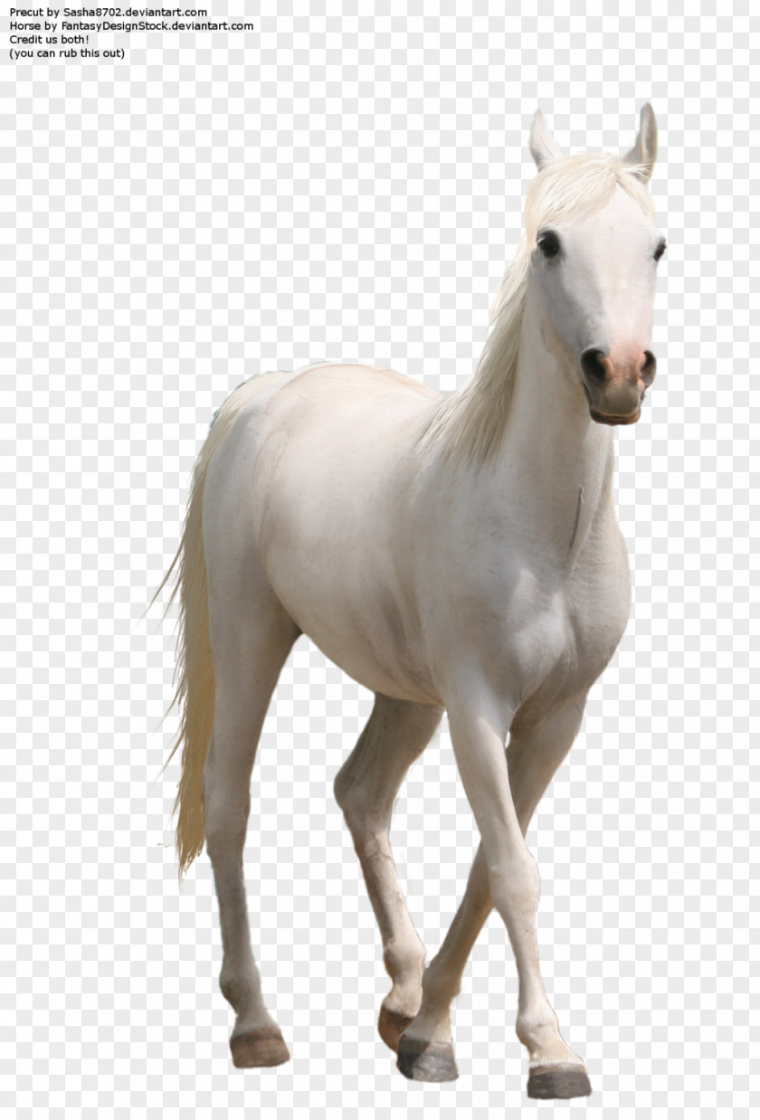 Horse 7 Whitehorse PNG