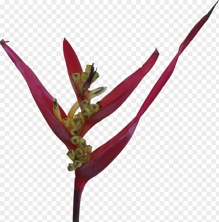 Long Flower Texture Mapping 3D Computer Graphics Information PNG