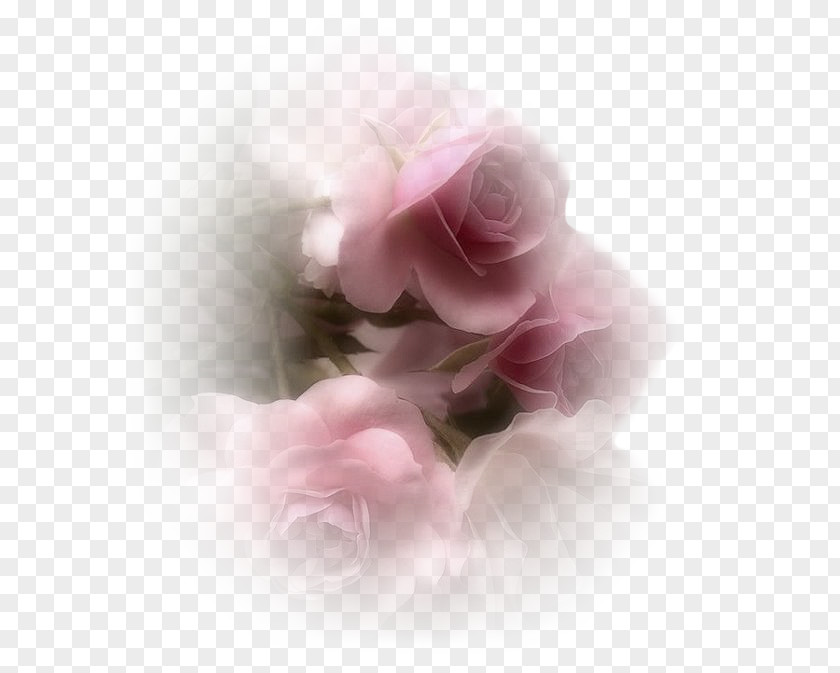 Noe Garden Roses TinyPic Cabbage Rose Web Hosting Service Video PNG